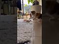 【切り抜き】うみ と遊ぶ。#愛猫 #元保護猫 #猫 #子猫 #猫グッズ