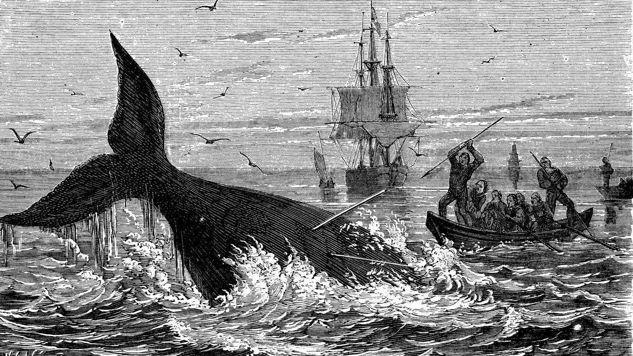 Amusing Moby Dick Rejection Letter Asks Does It Have To Be A Whale Youtube