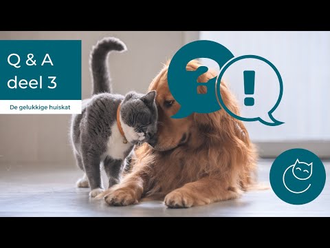 Video: Kittens introduceren bij honden: uw katten en honden kunnen samenkomen