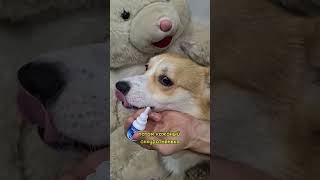 у Корги потекли глазки😥 #корги #животные #)#corgi #вельшкоргипемброк #shorts