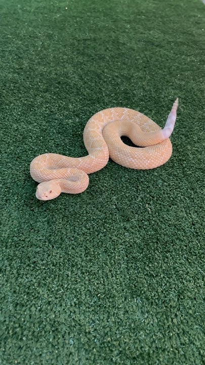what-does-a-western-diamondback-rattlesnake-sound-like-she-tried-to