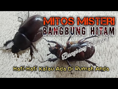 Video: Apakah kumbang membunuh thumper?