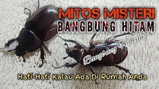 MISTIS MENGUAK  MITOS BANGBUNG HITAM MASUK RUMAH