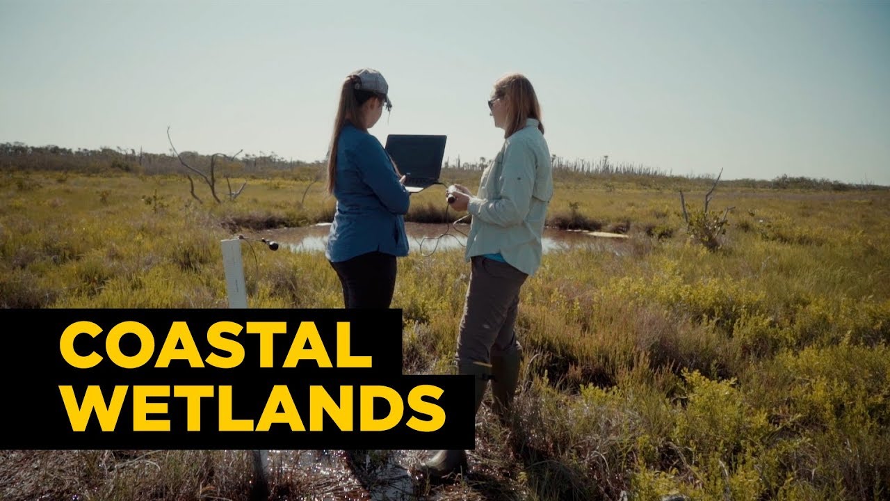 watershed UCF and the Coastal Wetlands