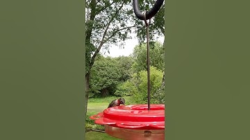 Ruby-throated Hummingbird At Feeder