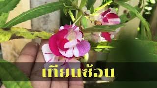 เทียนซ้อน ปลูกง่ายๆไม่ต้องง้อเมล็ด