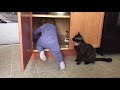 Cats Are Weird Compilation Part 1 - Funny Videos
