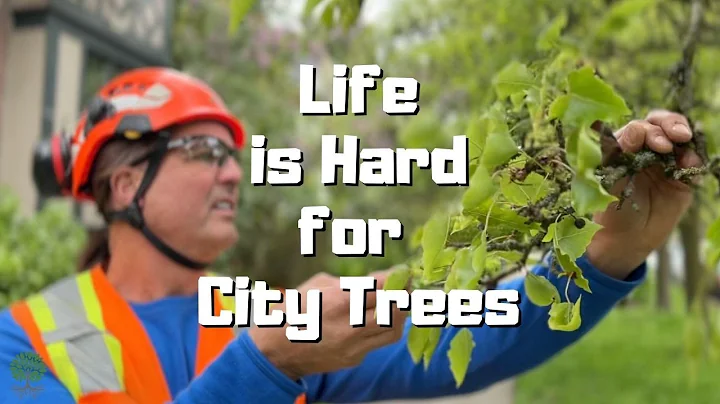7 Things You Didn't Know About City Trees