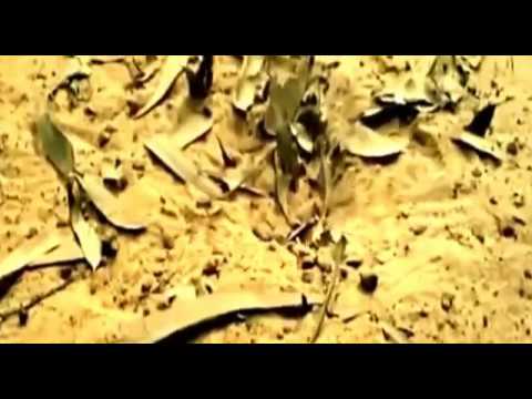 Chatrak Mushroom 2011 Kolkata bengali B grade MOVIE