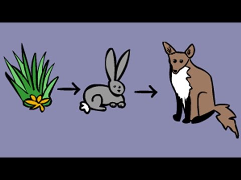 Food Chains and Food Webs. Education video game for kids - YouTube