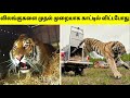 கல் நெஞ்சை கரைக்கும் சம்பவங்கள் #4 | Animals Freed For First Time | Most Inspiring Animal Rescues