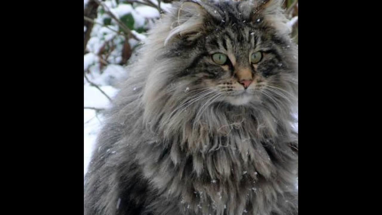 Норвежская лесная кошка фото цена
