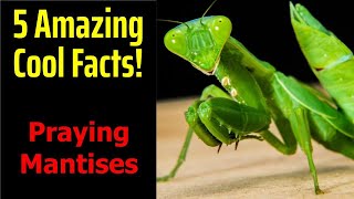 5 Fascinating Facts About Praying Mantises