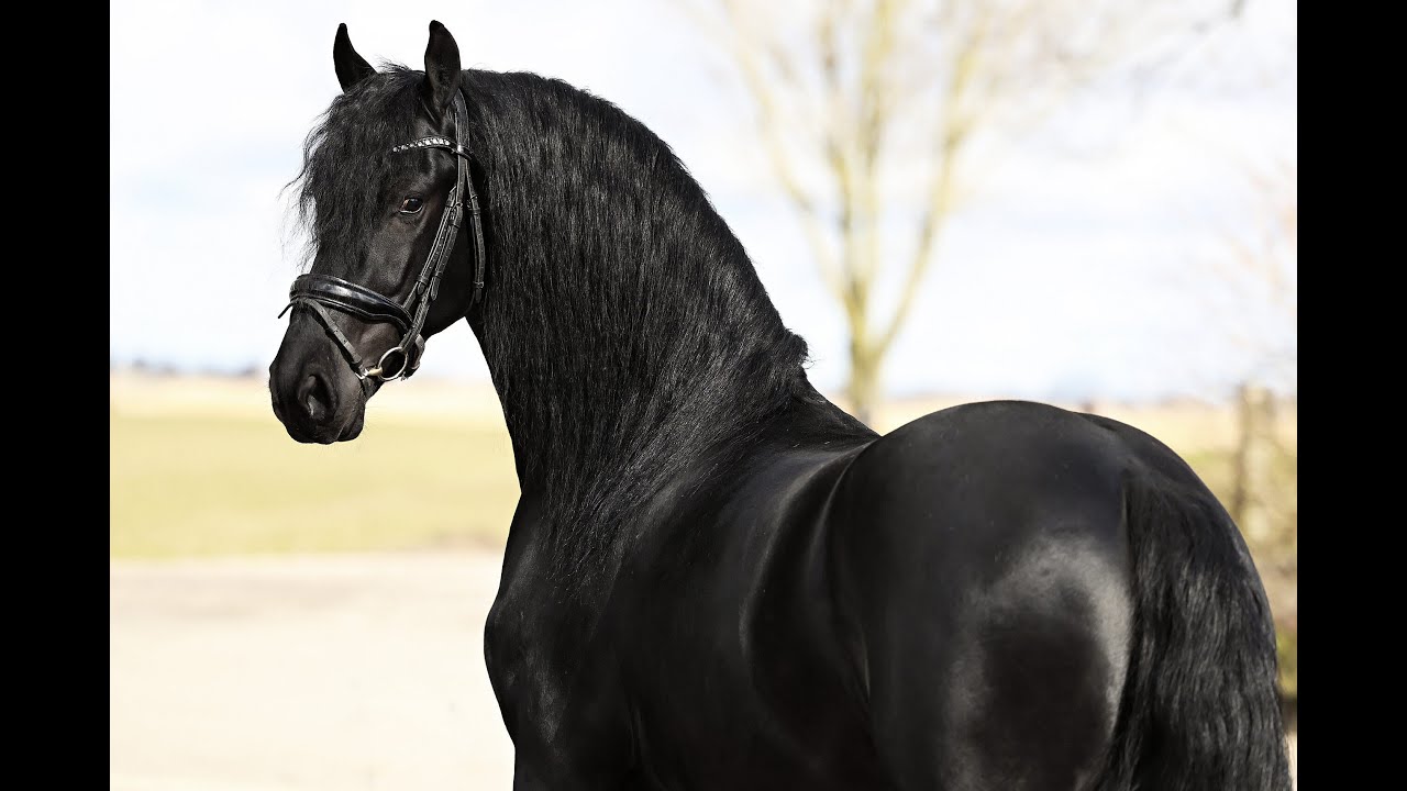 Stal Okkema's Saeke - Ulbe x Sipke - Gelding - 2021 - 1.60m