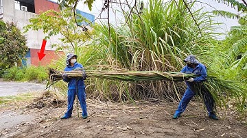 Tallest Weed Ever but What