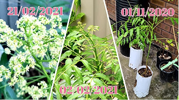 Cách Trồng Cây Cóc Thái Lùn | Ra Đầy Hoa Sau 3 Tháng Trồng