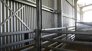 Auctions Plus Clearing Sale - KM LE Swain Shearing Module
