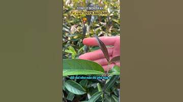 Kỹ Thuật Trồng Cây Ba Kích Tím, Cây Giống Ba Kích Tím Chuẩn #caybakichtim #lamgiau #dongynghianh