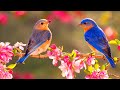 Calming Music Stop Anxiety 🌿 Relaxing Music For Nervous System, Deep Sleep, Soul and Body