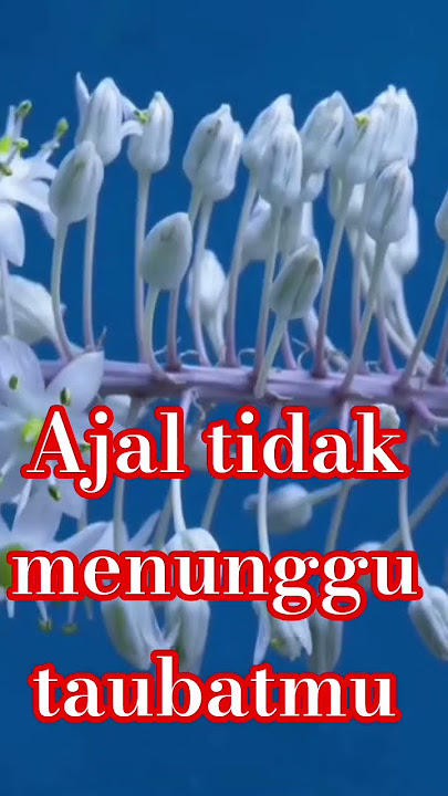 Ajal tidak menunggu taubatmu