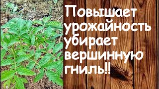 ДИАММОФОС.КОГДА И СКОЛЬКО ???Удобрение для урожайности.#томатыуход