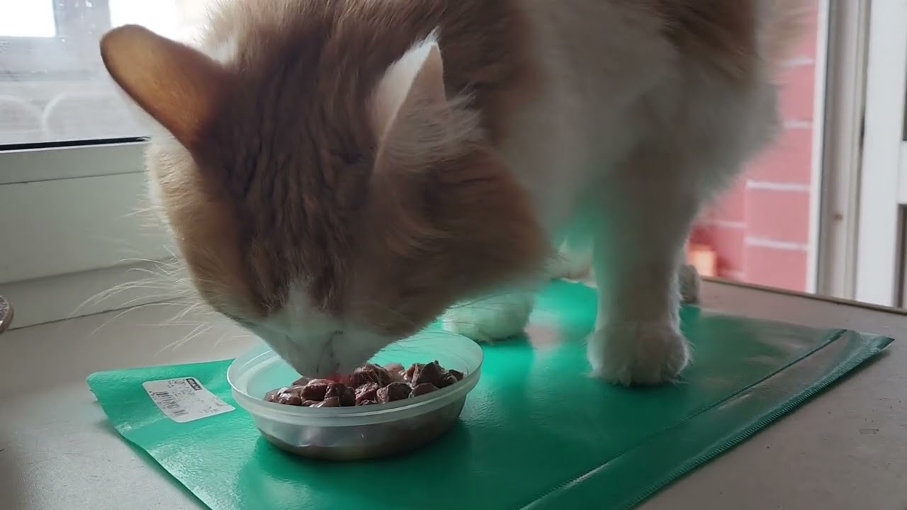 Амурчик и Wellkiss с цыплёнком