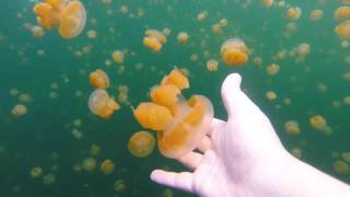 Jellyfish Lake