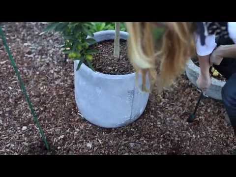 Video: Melindungi Tanaman Dari Embun Beku - Pelajari Tentang Perlindungan Tanaman dari Embun Beku