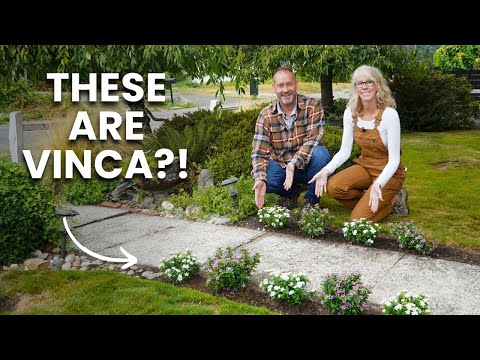 Why These Little Flowers Are Garden Superstars