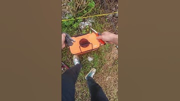 trị cá táp nhả :)) #giadinhnhagiao#giaothichcauca #nhaihoivitbauGT1