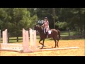 Cour De Roi 3 Yo Schooling Baby Jumps Cour De Roi 3 Yo Schooling Baby Jumps
