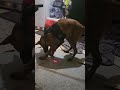 is my dog okay? #puppy #malinois