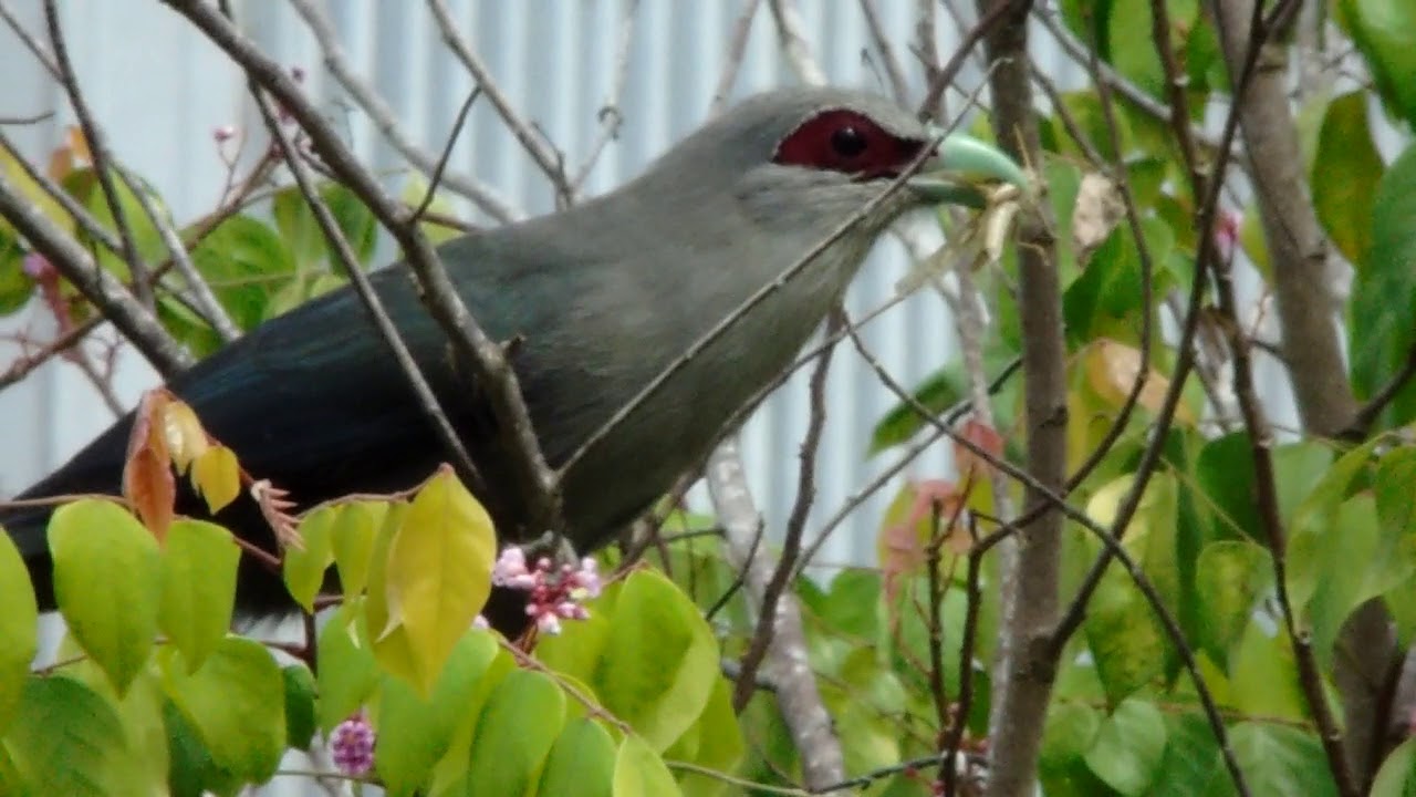 CẬN CẢNH CHIM PHƯỚN LỚN HAY CÒN GỌI CHIM COỌC. (GREEN-BILLED MALKOHA