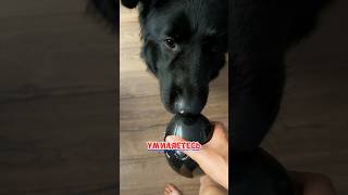 ОБЪЕДКИ ДЛЯ СОБАКИ 🤮
