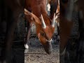 Bongo Stroll