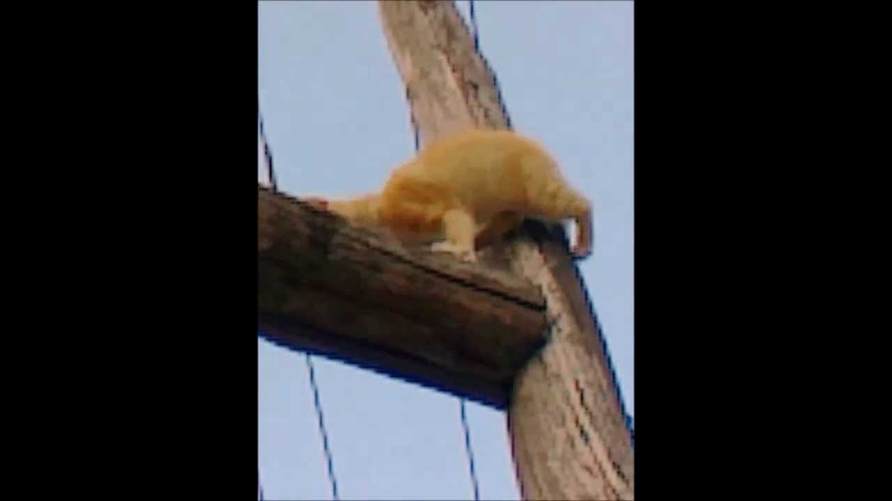 My cat can be an electrical engineer electric shock extra kitty