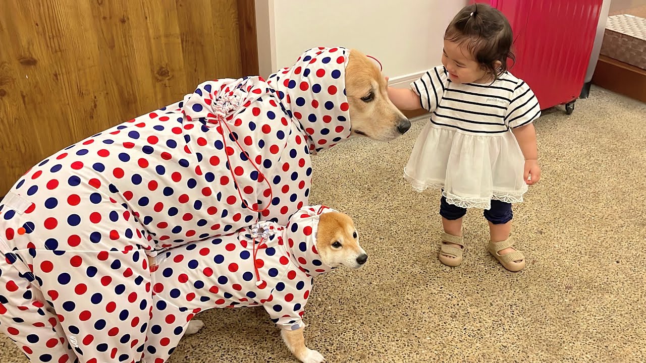 まさかの旅の始まりにショックを受けるも自分たちの楽しみ方を見つけてしまう豆柴とゴールデンレトリバーが可愛すぎました...