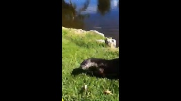 Original otter attack video