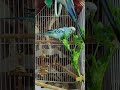 fresh leaf 🌿 🩵 #love #cute #budgie #greenleaf #skyblue #guguu