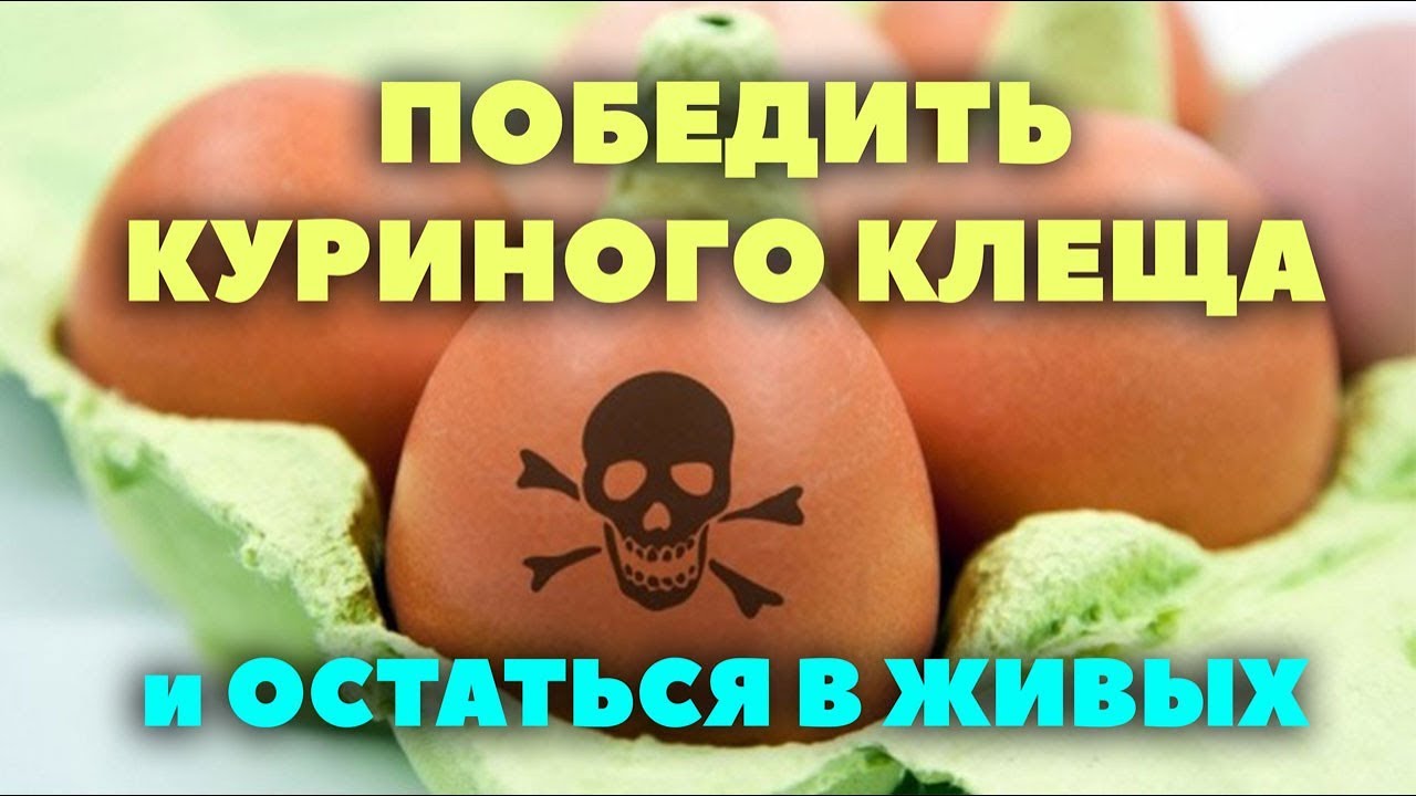 Как избавиться от клещей, блох, пероеда и не потерять печень? - YouTube