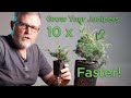 Bonsai Growth Optimization: Container Size, Black Pine Course, and Practical Guidance