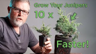 Bonsaify | How to 10x Your Juniper Growth: When You Feel the Need to Speed!
