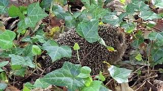 Egels uitzetten in Siegerpark  Amsterdam Sloten  Film en tekst: Tamar Frankfurther