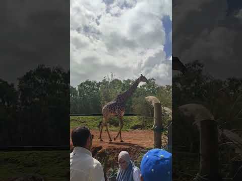 سبحان الله شاهد حجم و طول الزرافة