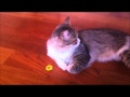 Napoleon Cat playing with a hair band の動画、YouTube動画。