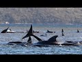 Solo 70 de las 470 ballenas varadas en Australia han podido ser rescatadas