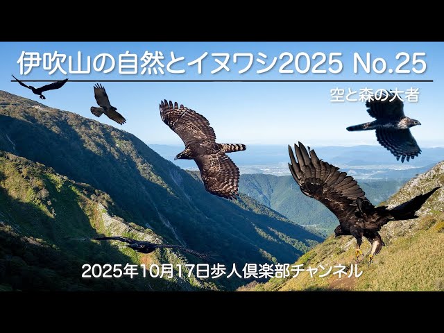 ユ*カ様 鷹 イーグル 鳥 猛禽類 残響 緑 原画 (2024年11月) ユ*カ様 鷹 イーグル 鳥 猛禽類 残響 緑 原画 (2024年11月