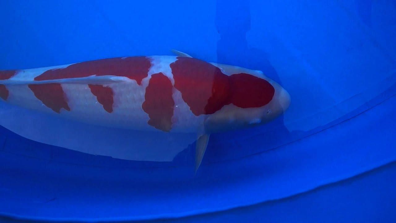 Grand Champion 2014 All Japan Young Koi Show - YouTube