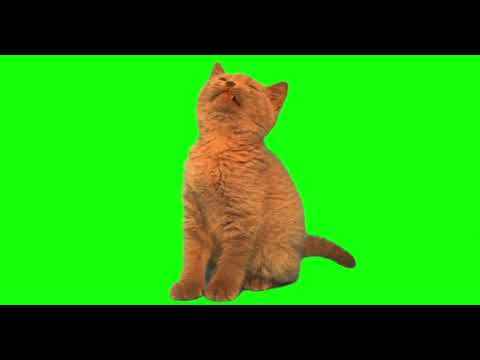 GREEN SCREEN CAT - YouTube