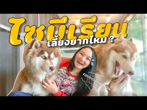 ไซบีเรียนเลี้ยงยากไหม | สิ่งที่ต้องระวังมีอะไรบ้าง ! (EP.19)